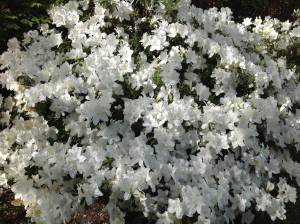 azaleas blancas, foto 2
